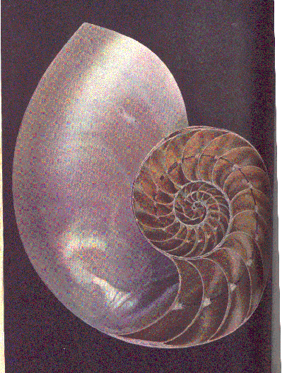 NAUTILUS